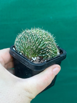 Echinopsis hybrid crest