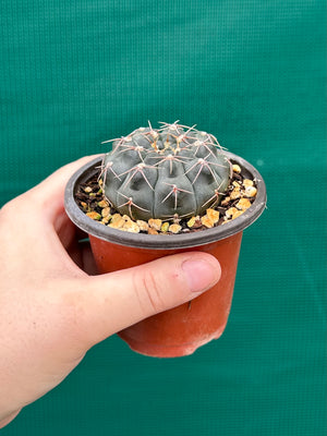 Gymnocalycium