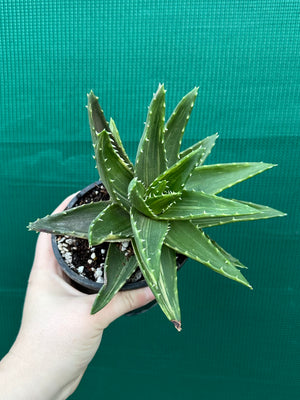 Aloe ‘Gold Tooth’