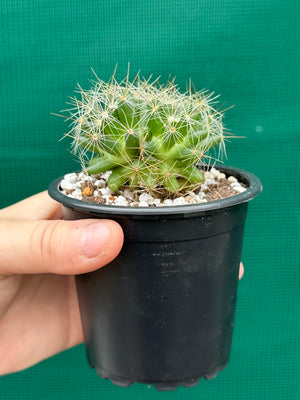 Mammillaria