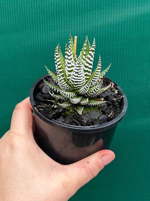 Haworthia fasciata ‘Japanese Super Clone’