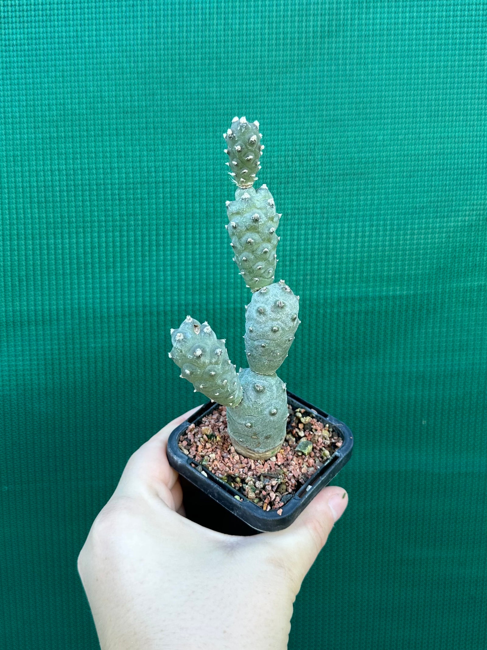 Tephrocactus Articulatus