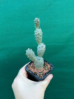 Tephrocactus Articulatus