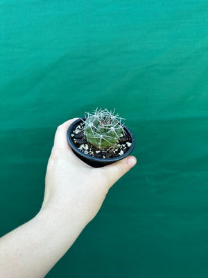 Gymnocalycium carminanthum