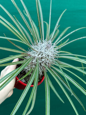 Pachypodium geayi