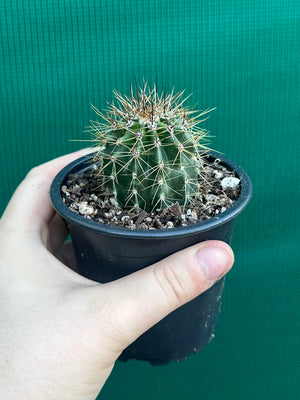 Carnegiea gigantea