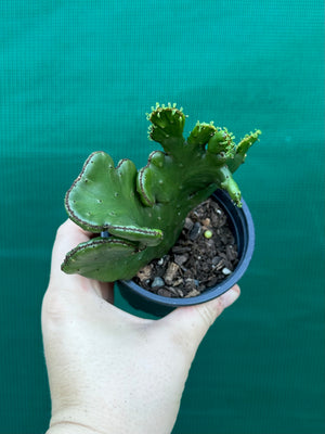 Euphorbia alluaudii crest