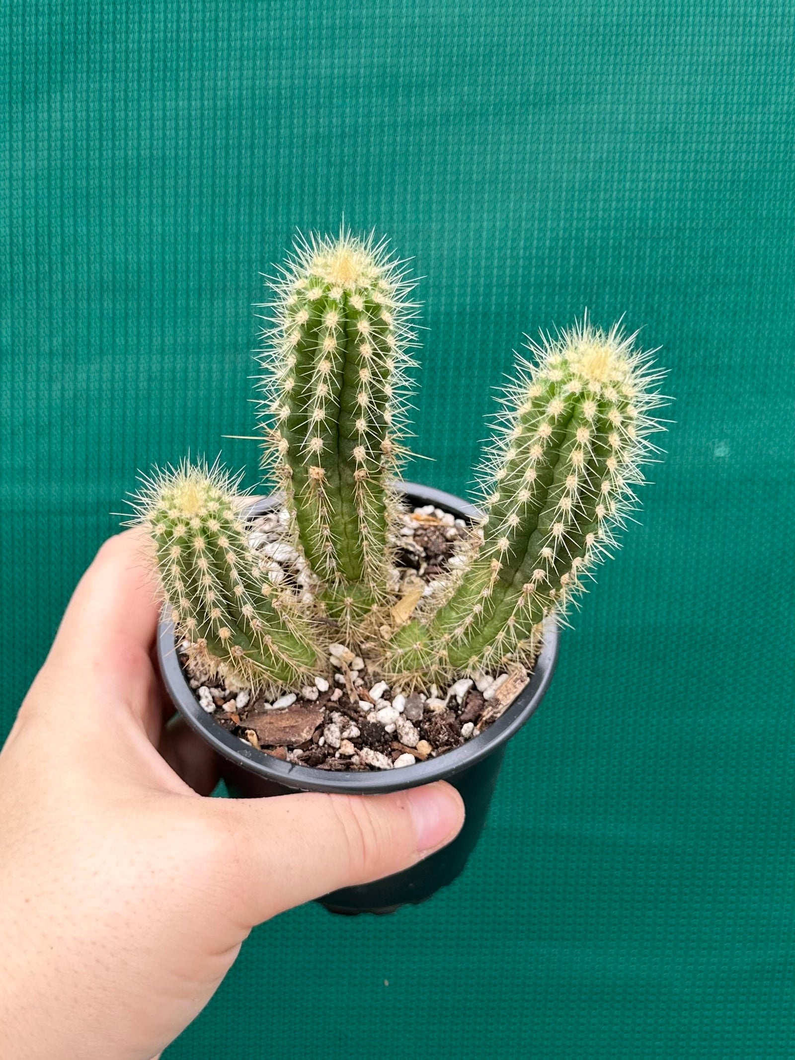 Oreocereus neocelsianus 'The Old Man of the Andes'