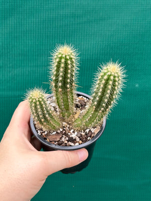 Oreocereus neocelsianus 'The Old Man of the Andes'