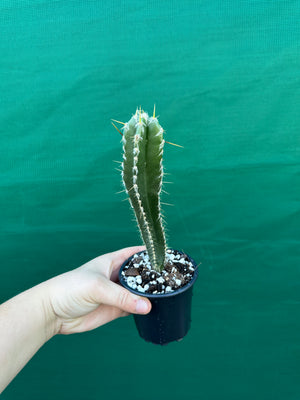Pilocereus floccosus