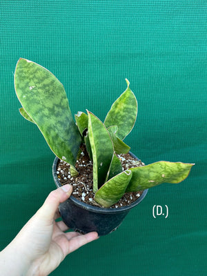 Sansevieria Masoniana ‘Mason’s Congo Paddle’