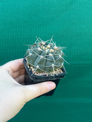 Gymnocalycium capillaense