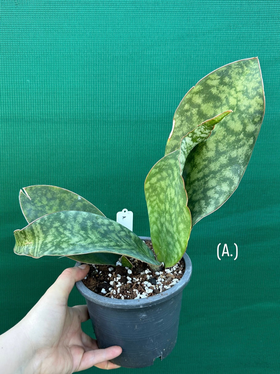 Sansevieria Masoniana ‘Mason’s Congo Paddle’