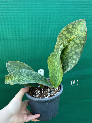 Sansevieria Masoniana ‘Mason’s Congo Paddle’