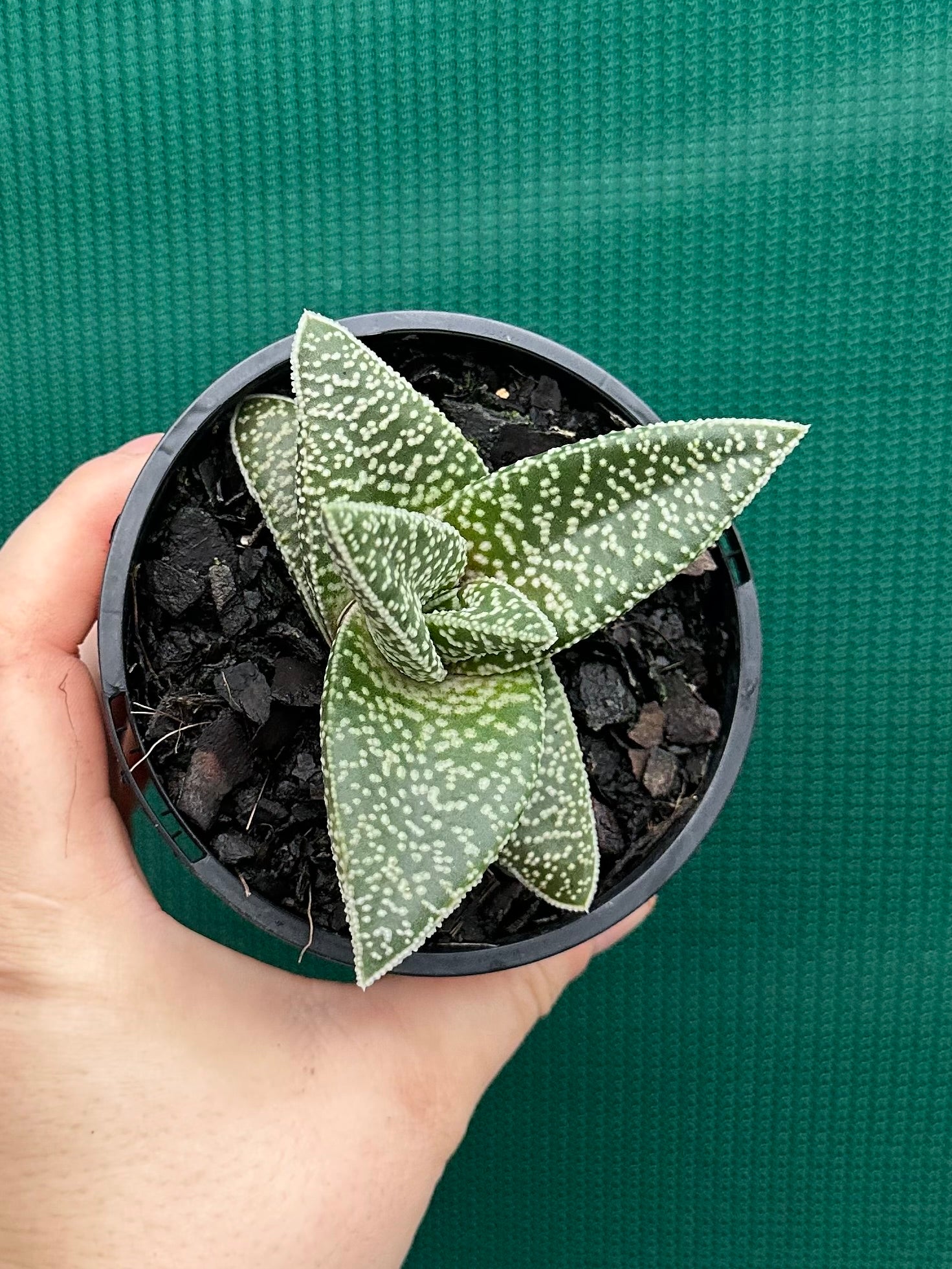 Gasteria ‘White Spot’