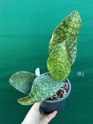 Sansevieria Masoniana ‘Mason’s Congo Paddle’