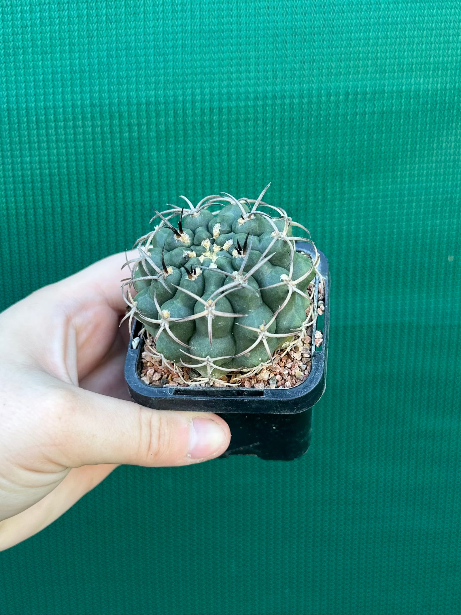 Gymnocalycium delaetii