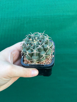 Gymnocalycium delaetii