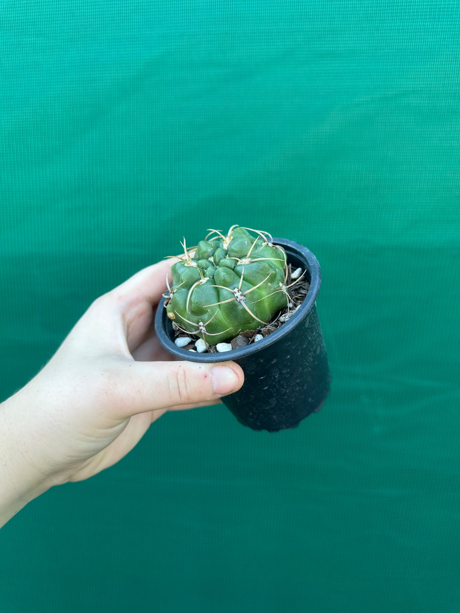 Gymnocalycium monvillei