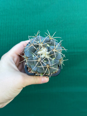 Coryphantha elephantidens