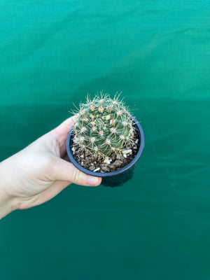 Gymnocalycium reductum v schatzlianum