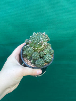 Lobivia arachnacantha hybrid
