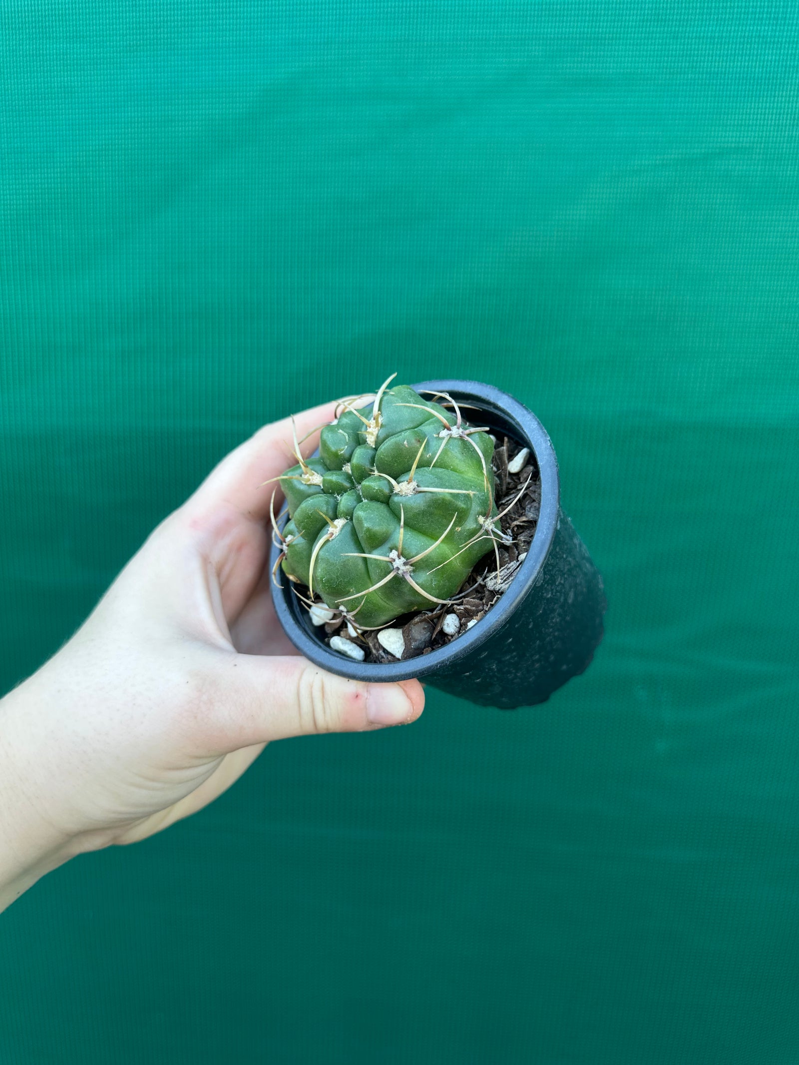 Gymnocalycium monvillei