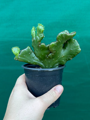 Euphorbia alluaudii crest
