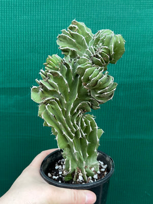 Euphorbia kibwezensis