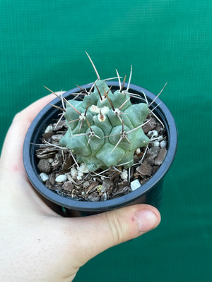 Thelocactus rinconensis ssp rinconensis
