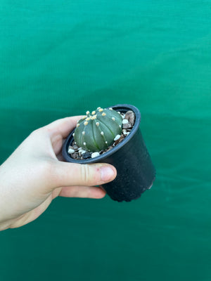 Astrophytum asterias x capricorne