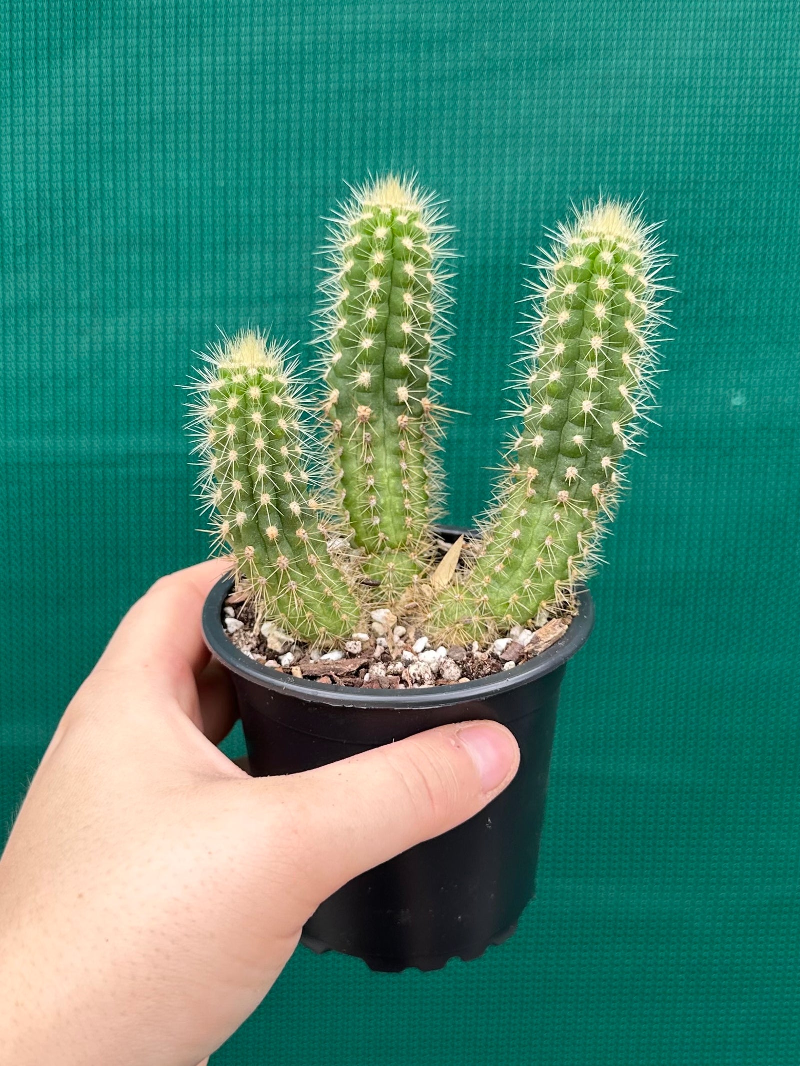 Oreocereus neocelsianus 'The Old Man of the Andes'