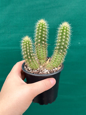 Oreocereus neocelsianus 'The Old Man of the Andes'