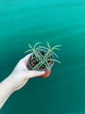 Euphorbia cylindrifolia