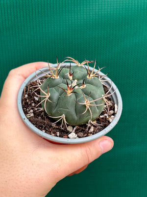 Gymnocalycium