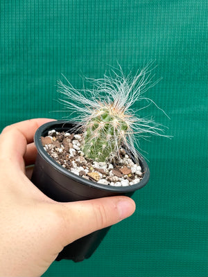 Oreocereus celsianus