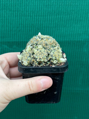 Mammillaria dumetorum
