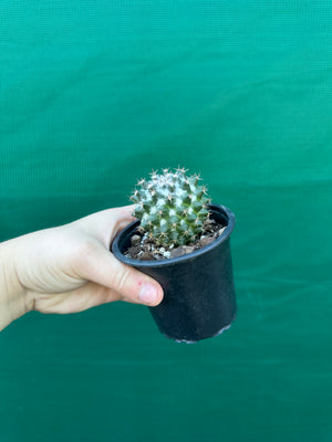 Mammillaria scrippsiana