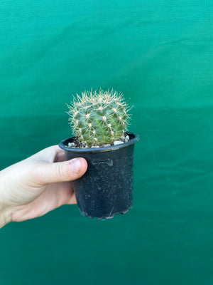 Gymnocalycium reductum v schatzlianum