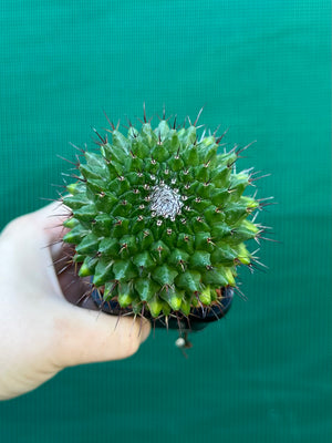 Mammillaria mystax
