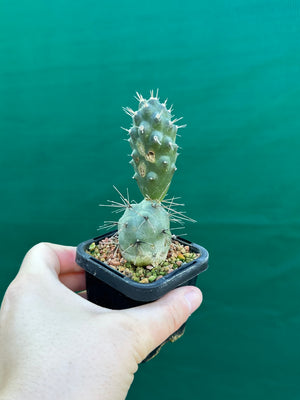 Tephrocactus alexanderii