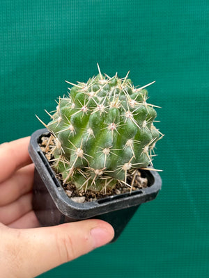 Notocactus submamulosus