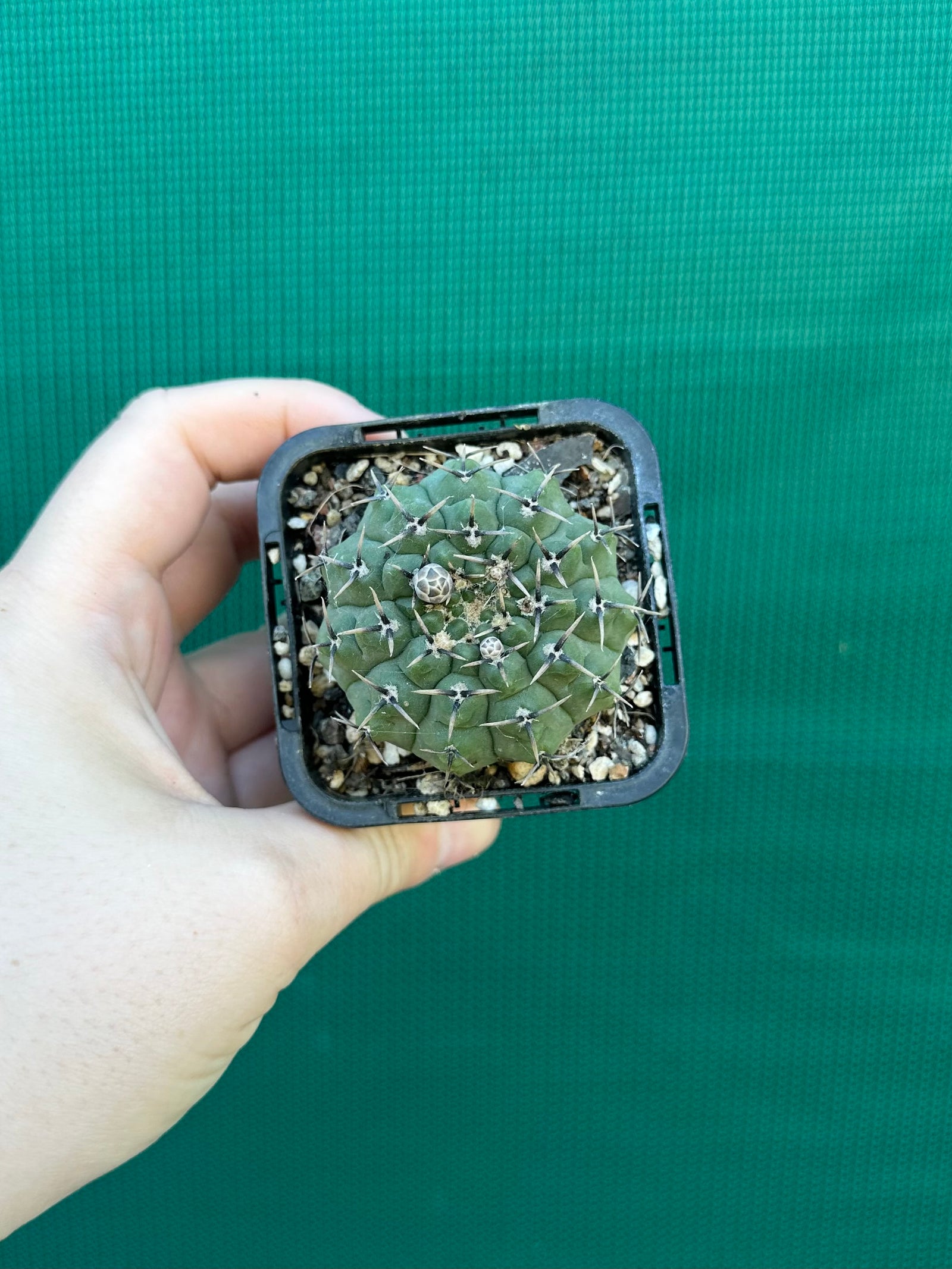 Gymnocalycium pseudoragonesii