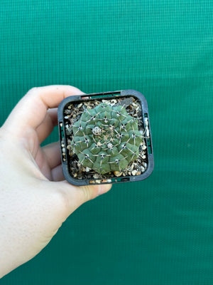 Gymnocalycium pseudoragonesii