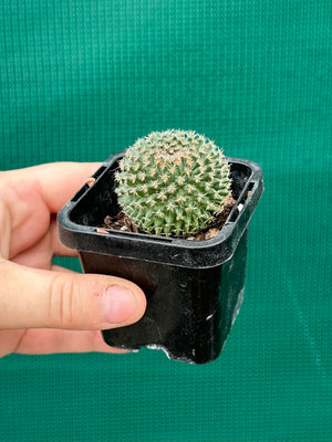 Mammillaria sempervivi