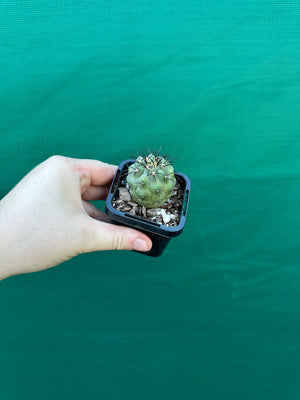 Copiapoa calderana