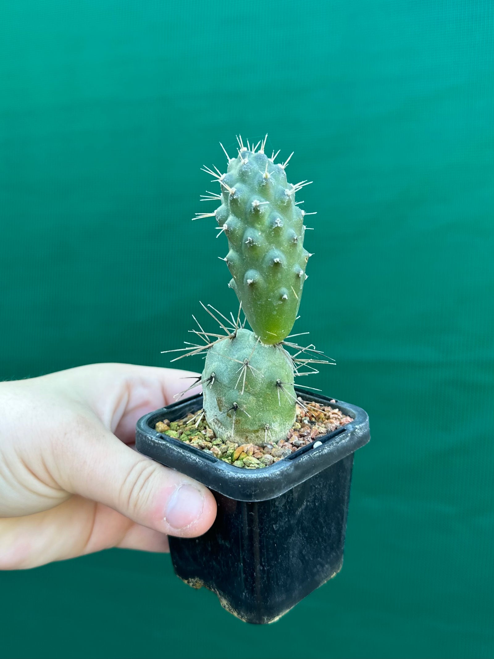 Tephrocactus alexanderii