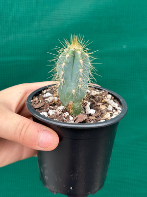 Pilocereus