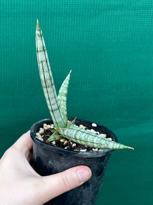 Sanseveria Boncel