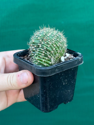 Echinopsis hybrid crest